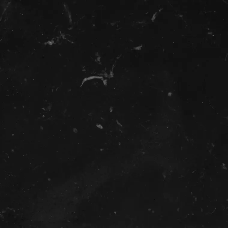 Nero Marquina